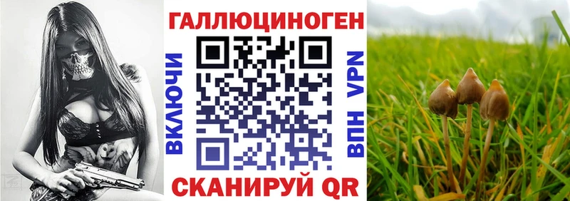 где можно купить наркотик  Сенгилей  МЕГА как войти  Галлюциногенные грибы Magic Shrooms 